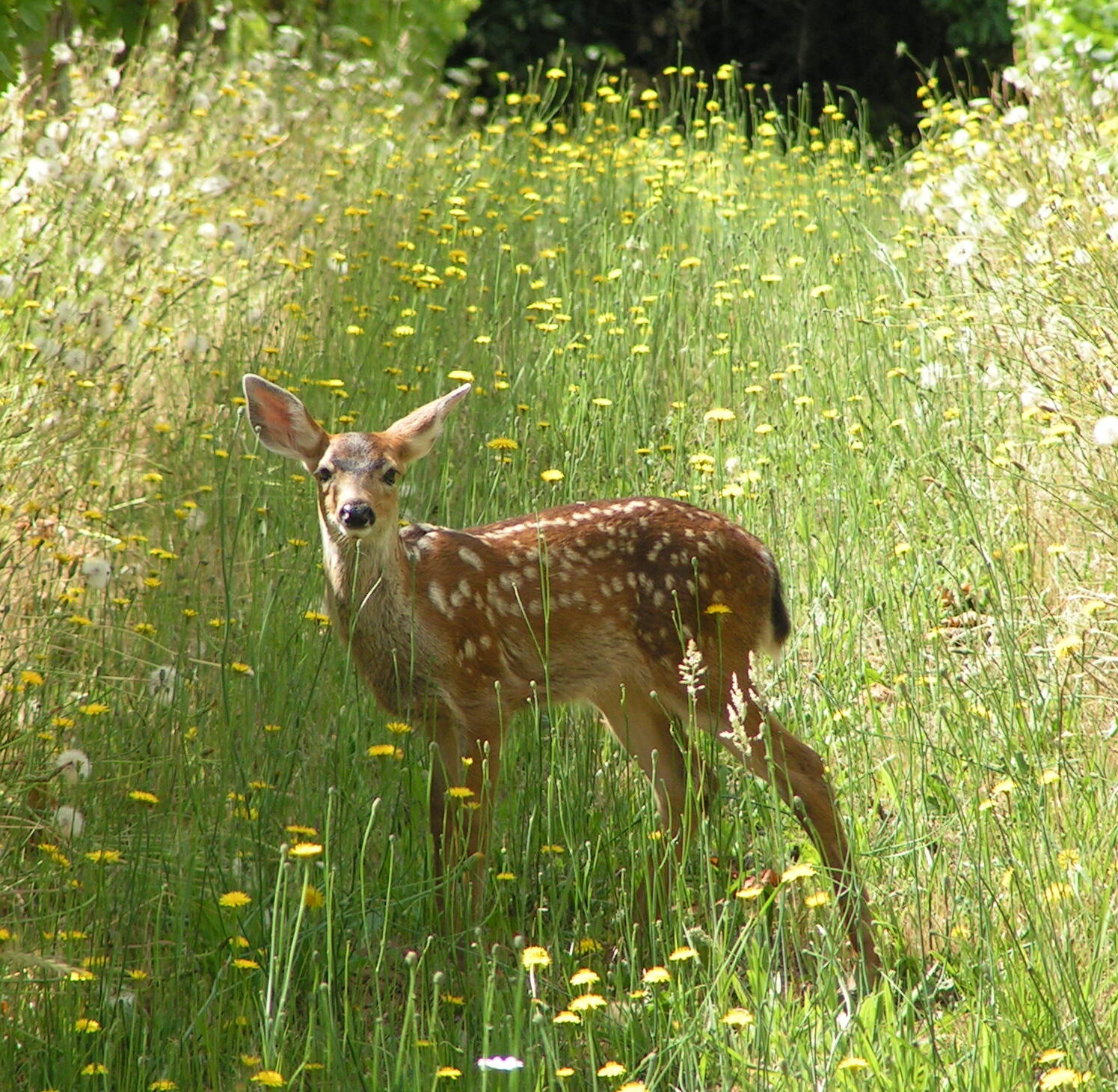 Deer in the vineyard