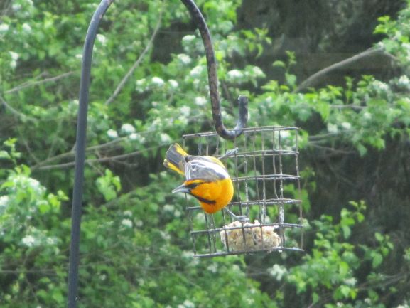 Northern Bullocks Oriole