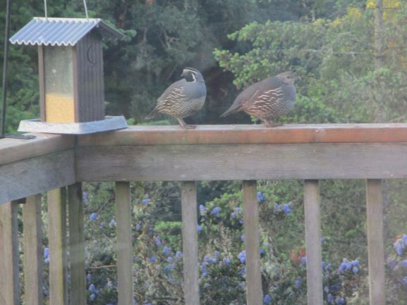 two quail on a deck railing