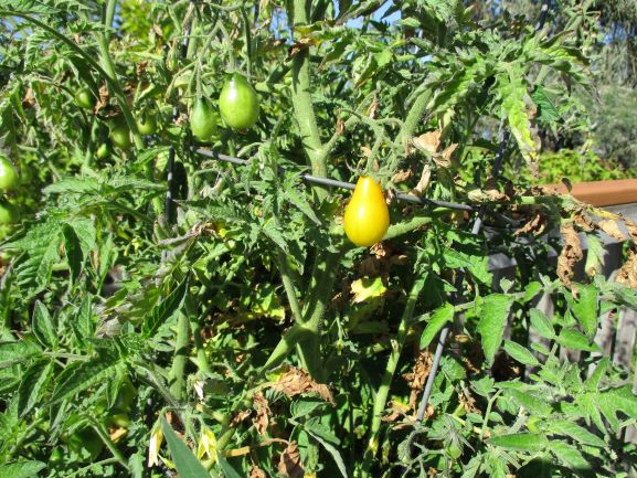 Yellow pear tomato on vine